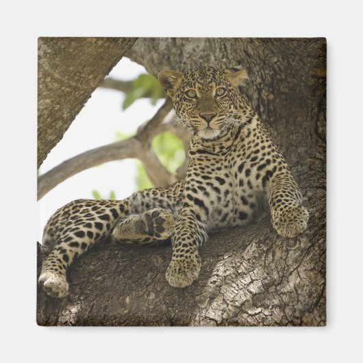 Afrikaanse Luipaard, Panthera pardus Magneet (Voorkant)