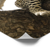 Afrikaanse luipaard, Panthera pardus Poster (Hoek)