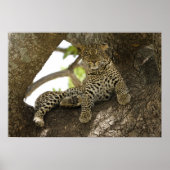 Afrikaanse luipaard, Panthera pardus Poster (Voorkant)
