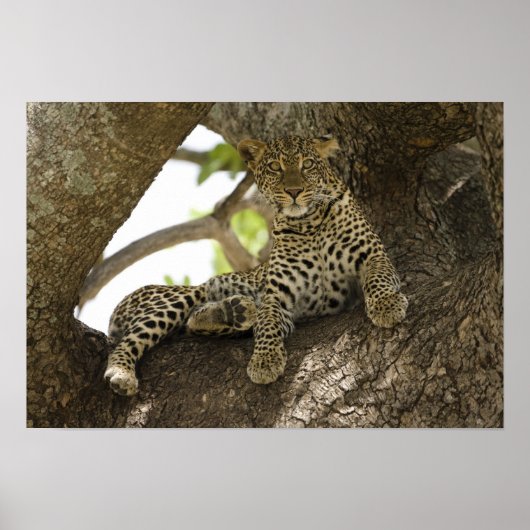 Afrikaanse luipaard, Panthera pardus Poster (Voorkant)