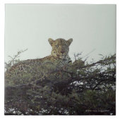 Afrikaanse luipaard tegeltje (Voorkant)