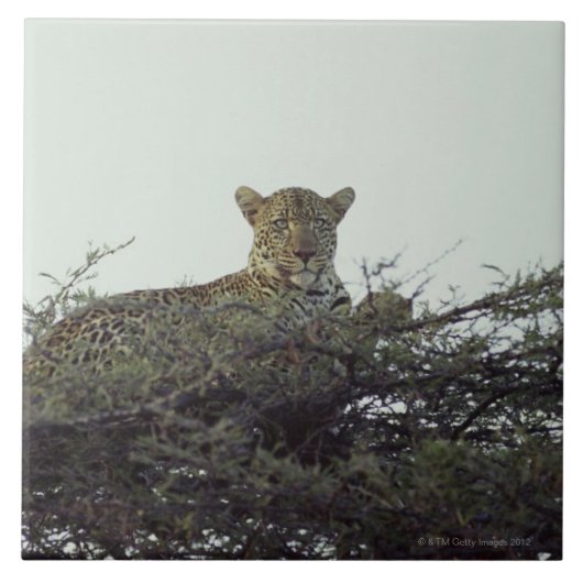 Afrikaanse luipaard tegeltje (Voorkant)