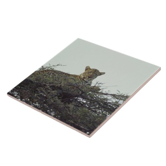 Afrikaanse luipaard tegeltje (Zijkant)