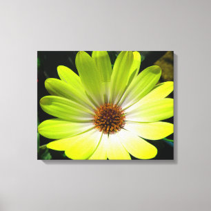 Afrikaanse Madelief Fluorescerend Geel Canvasprint Canvas Afdruk