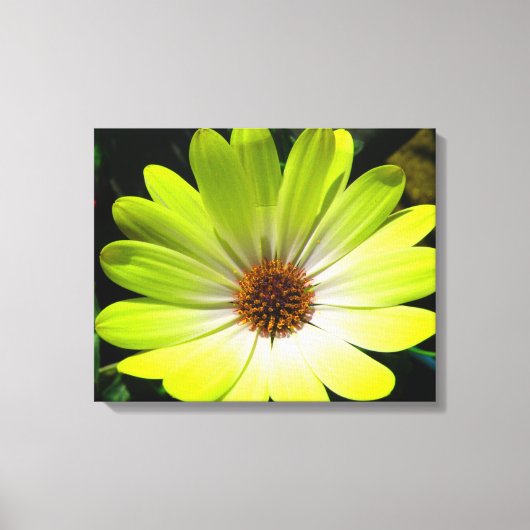 Afrikaanse Madelief Fluorescerend Geel Canvasprint Canvas Afdruk (Voorkant)