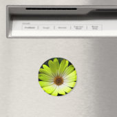 Afrikaanse Madelief Fluorescerend Geel Magneet (Insitu (Vaatwasser))