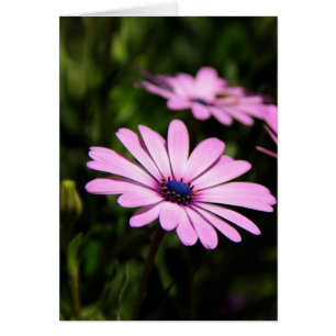 Afrikaanse Madeliefje Bloem Foto