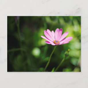 Afrikaanse Madeliefje Bloem Foto Briefkaart