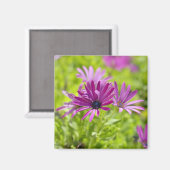 Afrikaanse Madeliefje Bloem Magneet (Voorkant / Achterkant)