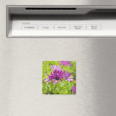 Afrikaanse Madeliefje Bloem Magneet (Insitu (Vaatwasser))