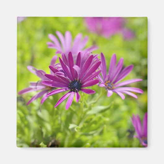 Afrikaanse Madeliefje Bloem Magneet (Voorkant)