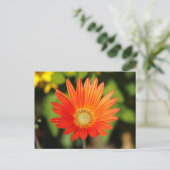 Afrikaanse madeliefje. Bute Park, Cardiff, Wales Briefkaart (Staand voorkant)