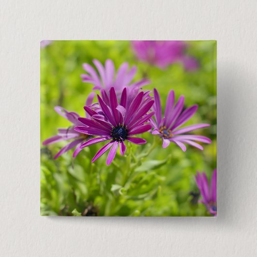 Afrikaanse Madeliefjesbloem Knoop Vierkante Button 5,1 Cm (Voorkant)