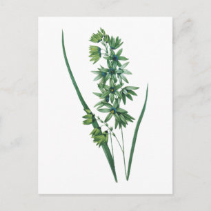 Afrikaanse maïslelly(Ixia viridiflora) door Redout Briefkaart