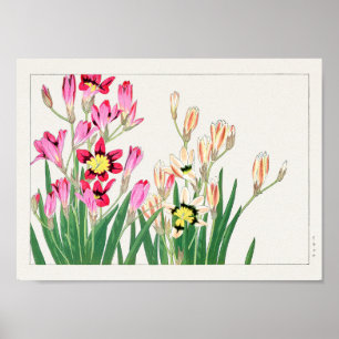 Afrikaanse maïslelly, Tanigami Konan Poster