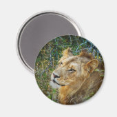 Afrikaanse mannelijke leeuw koelkastmagneten magneet (Voorkant / Achterkant)