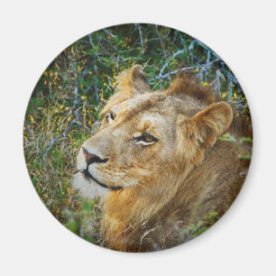 Afrikaanse mannelijke leeuw koelkastmagneten magneet