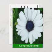 Afrikaanse Marguerite Briefkaart (Voorkant / Achterkant)