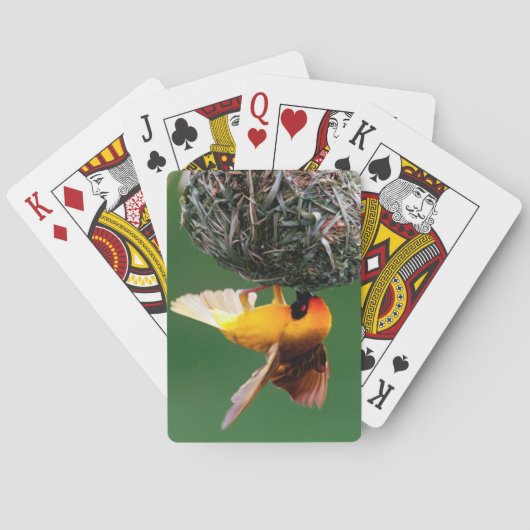 Afrikaanse maskers (Ploceus Velatus) Speelkaarten (Achterkant)