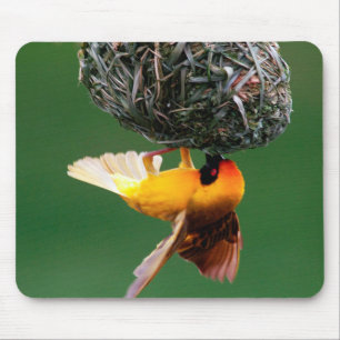 Afrikaanse Maskerwever (Ploceus Velatus) Muismat