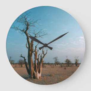 Afrikaanse Moringo-boom op vlakte, Etosha National Grote Klok