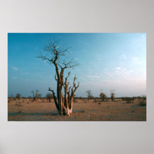 Afrikaanse Moringo-boom op vlakte, Etosha National Poster
