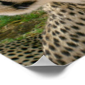 Afrikaanse Oerwoud Safari Wild Cats Cheetahs Poster (Hoek)