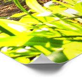 Afrikaanse Okapi Poster (Hoek)