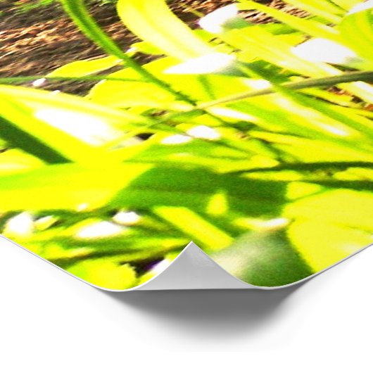 Afrikaanse Okapi Poster (Hoek)