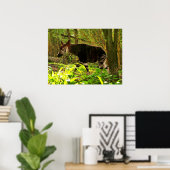 Afrikaanse Okapi Poster (Thuiskantoor)
