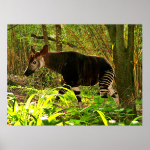 Afrikaanse Okapi Poster