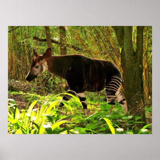 Afrikaanse Okapi Poster (Voorkant)