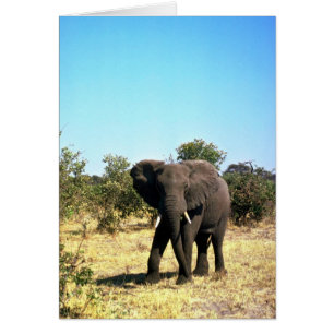Afrikaanse olifant