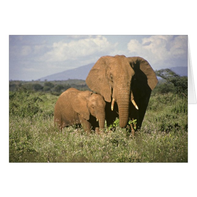 Afrikaanse olifant (Voorkant Horizontaal)