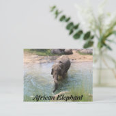 Afrikaanse olifant # 2 briefkaart (Staand voorkant)