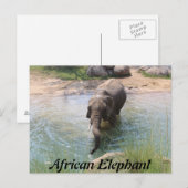 Afrikaanse olifant # 2 briefkaart (Voorkant / Achterkant)