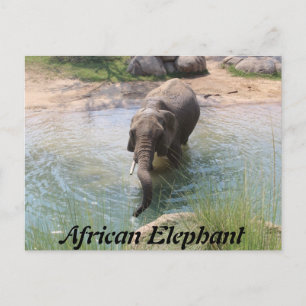 Afrikaanse olifant # 2 briefkaart