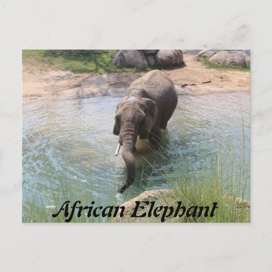 Afrikaanse olifant # 2 briefkaart (Voorkant)