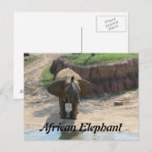 Afrikaanse olifant # 6 briefkaart (Voorkant / Achterkant)