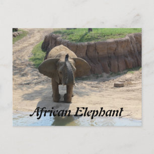 Afrikaanse olifant # 6 briefkaart