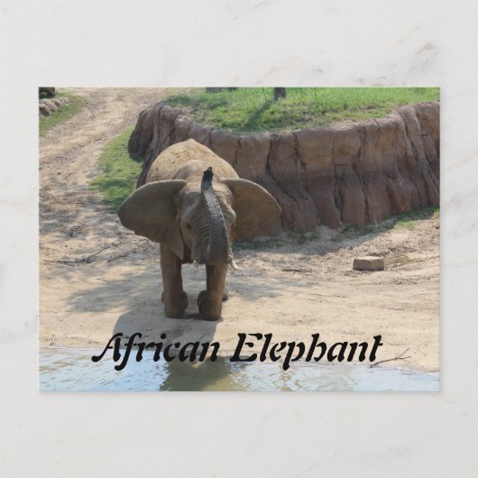 Afrikaanse olifant # 6 briefkaart (Voorkant)