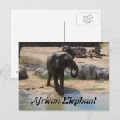 Afrikaanse olifant # 7 briefkaart (Voorkant / Achterkant)