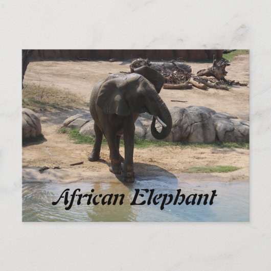 Afrikaanse olifant # 7 briefkaart (Voorkant)