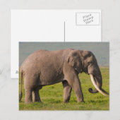 Afrikaanse olifant, beschermingsgebied Ngorongoro Briefkaart (Voorkant / Achterkant)