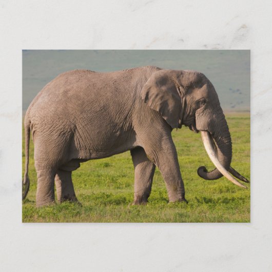 Afrikaanse olifant, beschermingsgebied Ngorongoro Briefkaart (Voorkant)