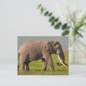 Afrikaanse olifant, beschermingsgebied Ngorongoro Briefkaart (Staand voorkant)
