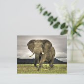 Afrikaanse olifant briefkaart (Staand voorkant)