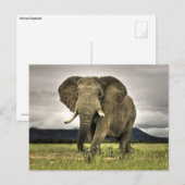 Afrikaanse olifant briefkaart (Voorkant / Achterkant)