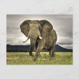 Afrikaanse olifant briefkaart