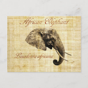 Afrikaanse olifant briefkaart